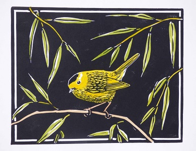 Molly Hashimoto's Wilson's Warbler and Willows