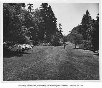 uw19992z- Man walking in arboretum, University of Washington, June 7, 1955.jpg