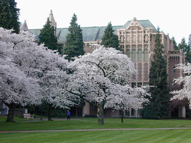 UW campus cherry blossoms