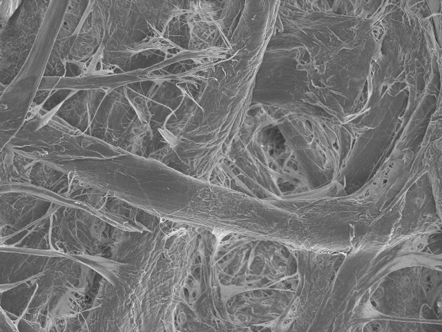 SEM of filter paper at 1000×