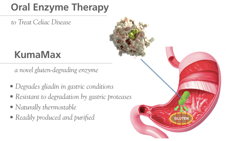 KumaMax Oral Enzyme Therapeutic for Celiac Disease