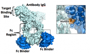 Designed pH-dependent Fc binder (blue) exploits protonation of Histidine-433 (orange) in the Fc portion Immunoglobulin G (IgG, light cyan surface)