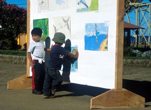 exposición de dibujos de fardelas, © Juan Fernandez Islands Conservancy 2002