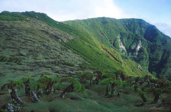 Dickonsonia, Isla Alejandro Selkirk, &copy; Juan Fernandez Islands Conservancy, 2002