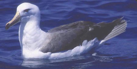 Albatros alrededor de Isla Santa Clara, &copy; Juan Fern&aacute;ndez Islands Conservancy, 2003
