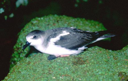 externa