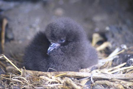 neglectachick