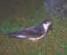 longirostris