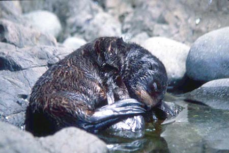 fursealpup