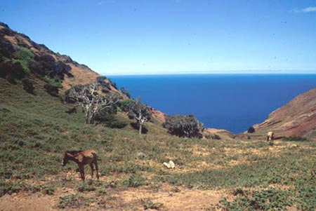horsiesrabanal