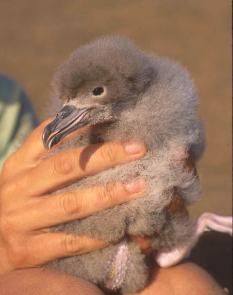 polluelo de Puffinus creatopus, © Juan Fernandez Islands Conservancy, 2002