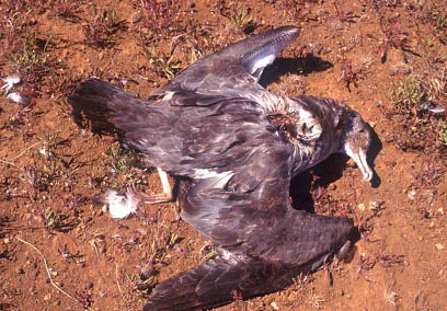 fardela blanca muerta por predadores, © Conservacionistas de las Islas Juan Fernandez, 2002