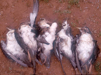 carcasas recogidas de fardela blanca, © Conservacionistas de las Islas Juan Fernandez, 2002