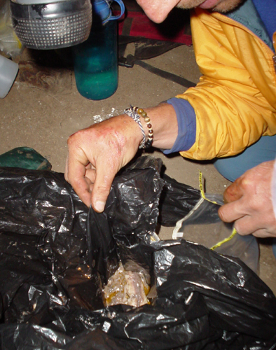 stomach sample of pink-footed shearwater, © Juan Fernández Islands Conservancy, 2003