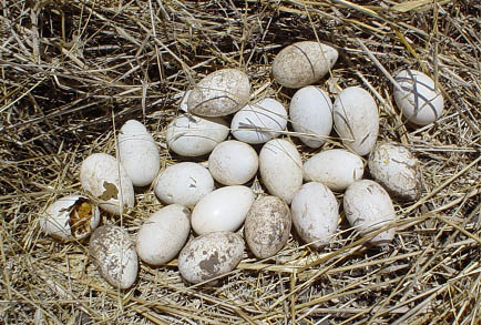 huevos recogidos, expulsados por conejo, Isla Santa Clara, © Conservacionistas de las Islas Juan Fernandez, 2002