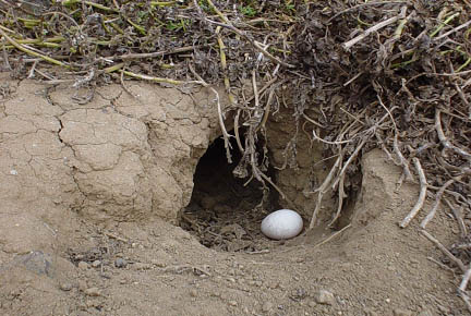huevo explusado, Isla Santa Clara, © Conservacionistas de las Islas Juan Fernandez, 2002