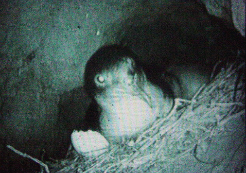 foto infrarroja de los contenidos de la cueva, © Conservacionistas de las Islas Juan Fernandez, 2003