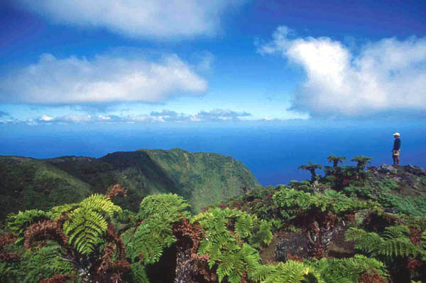 Peter en el Cordon de los Inocentes Bajos, Isla Alejandro Selkirk, © Juan Fernandez Islands Conservancy 2003