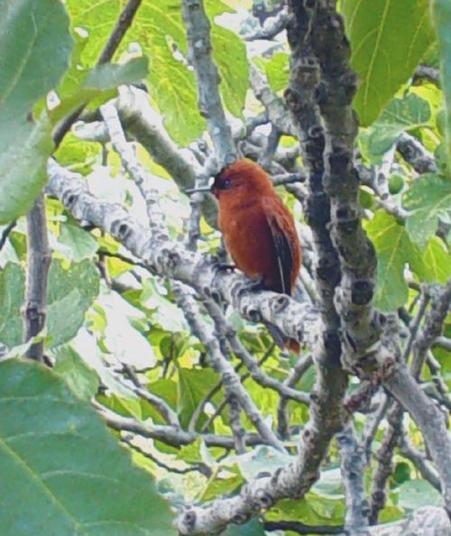 macho Sephanoides fernandensis, © Juan Fernandez Islands Conservancy, 2003