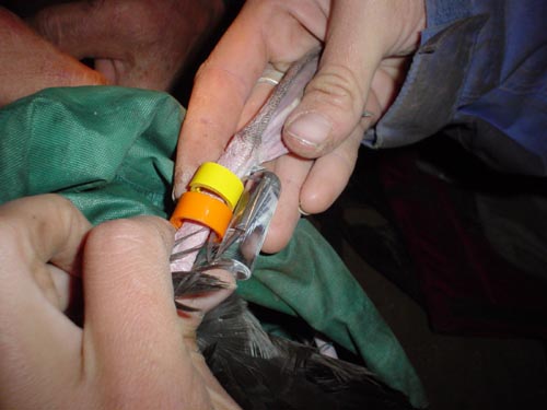 attaching geolocator tags to pink-footed shearwaters, © Juan Fernandez Islands Conservancy, 2003