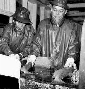 Filipino salmon processing workers in Alaska were known as the "Alaskeros"
