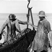 Fishermen salmon seining, probably British Columbia