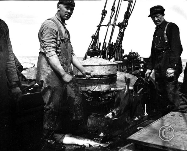 Crew with cod fish catch