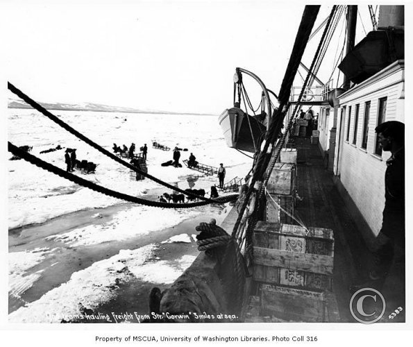 View from aboard the Steamship Steamer CORWIN off of Nome showing dogsled teams on ice hauling freight from ship_ 1907