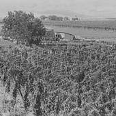 Hop yard on ranch of M. Rivard in French-Canadian colony, three weeks before picking.