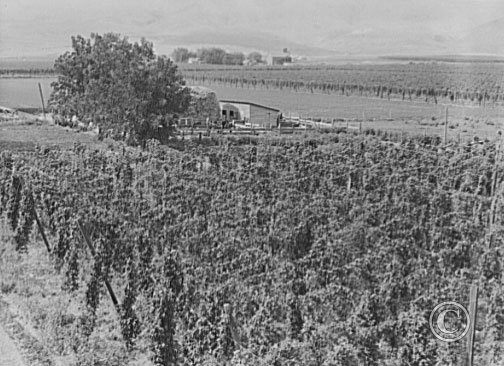 Hop yard on ranch of M. Rivard in French-Canadian colony, three weeks before picking.