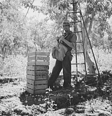 Migrant fruit picker (single) takes rest in the mid-morning.