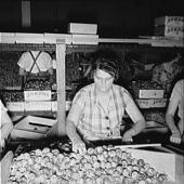 Packing fresh prunes at night in packinghouse during busy season. Wages, two cents per box.