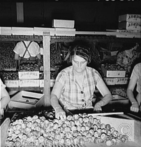 Packing fresh prunes at night in packinghouse during busy season. Wages, two cents per box.