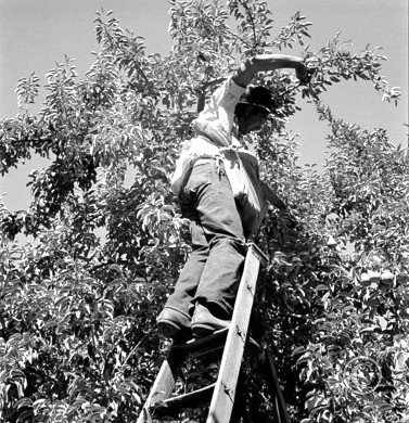 Harvesting pears requires agility and balance. Washington, Yakima Valley.