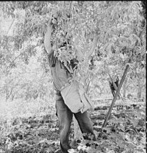 Picking pears. Pleasant Hill Orchard. Washington, Yakima Valley.