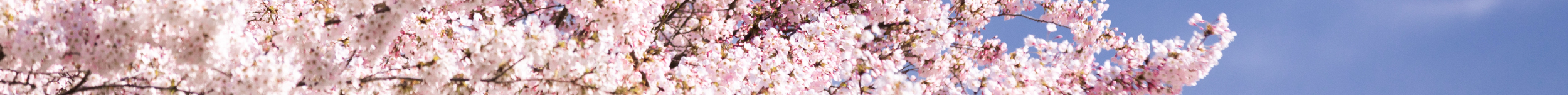 Cherry blossom banner