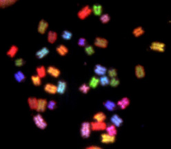 Mouse chromosomes. Credit: Millen Lab