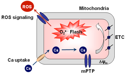 Mptp Model