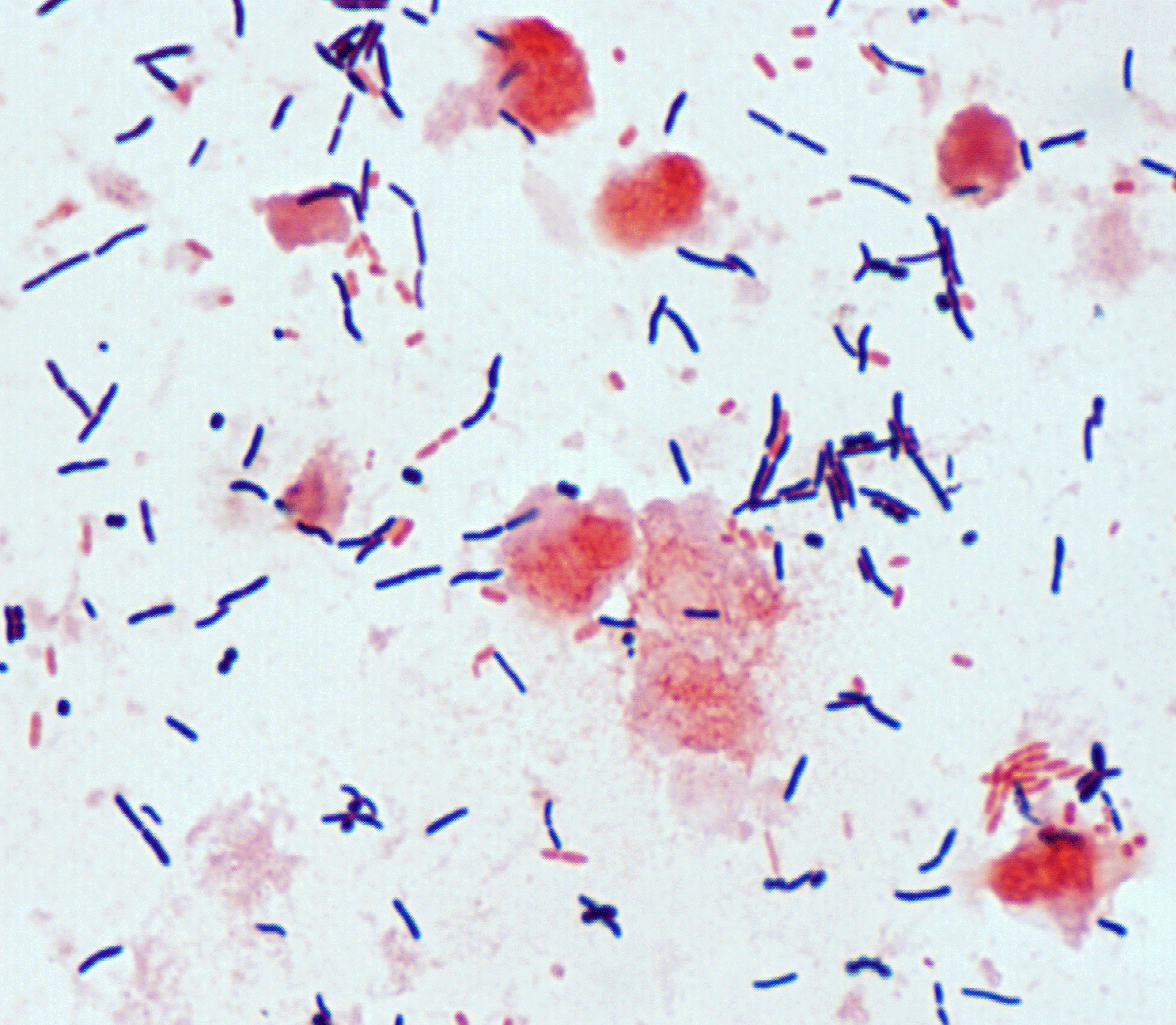 Medical Microbiology Lab Flashcards