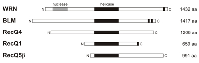 Blm Gene