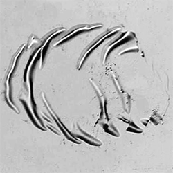 Description: thin film shear delamination by laser-induced stress waves