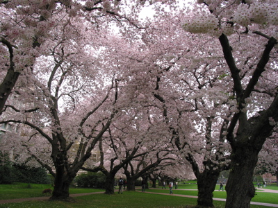flowering cherry trees in a quad at the university of washington