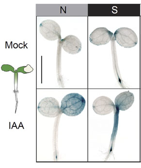 left: a schematic of a seedling showing the application of auxin on one cotyledon; right: four images of seedlings stained to show the expression of auxin