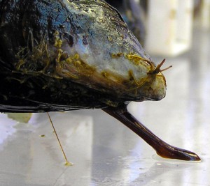 mussel putting down byssal thread
