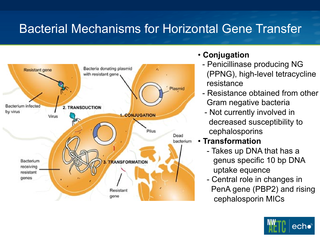 The Emerging Challenge Neisseria gonorrhoeae Resistance: How Should Clinicians Respond? by Matthew Golden, MD, MPH The Emerging Challenge Neisseria gonorrhoeae Resistance: How Should Clinicians Respond?