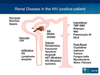 HIV and the Kidney by Leah Haseley, MD HIV and the Kidney