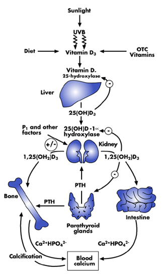 vitamin d deficiency  causes