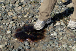 Jelly fish