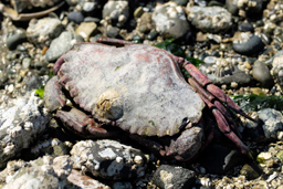 Crab