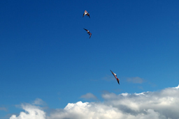 kites